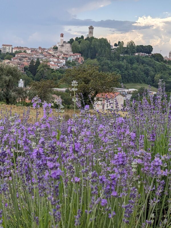 Adotta la Lavanda BIO